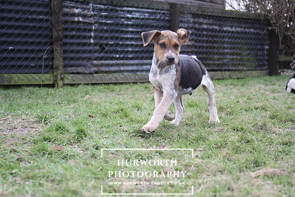Hurworth Hunt Hound Pups 043