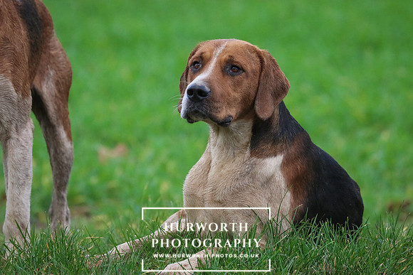Hurworth Hunt  187
