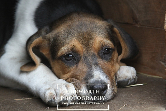 Old English Hound Puppy