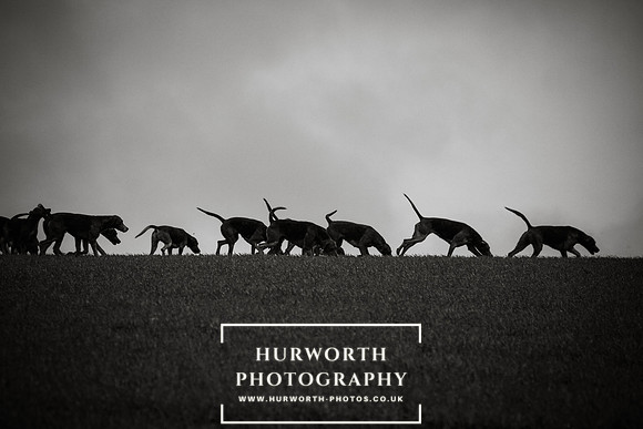 Hounds on the horizon
