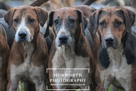 Hurworth Hunt 273
