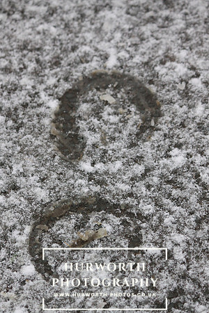 Hoof prints in the snow