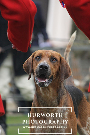 Festival of Hunting 078