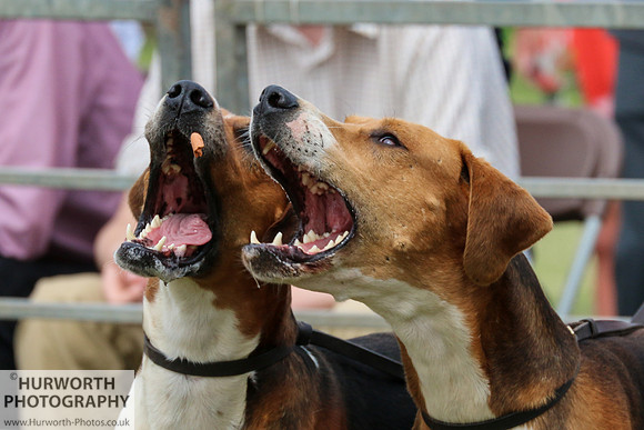 Festival of Hunting 103-2
