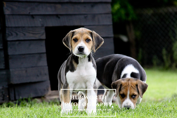 Hurworth Hound Pups 018