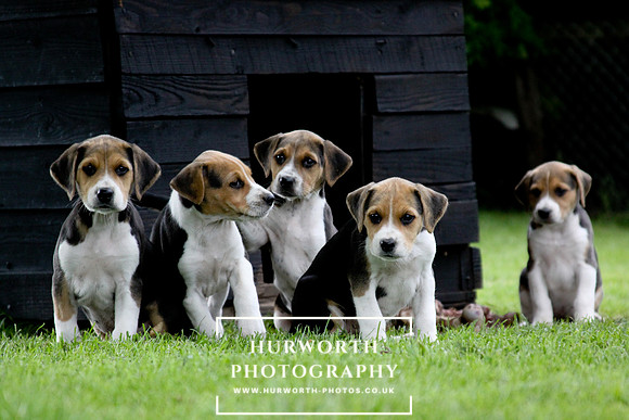 Hurworth Hound Pups 052