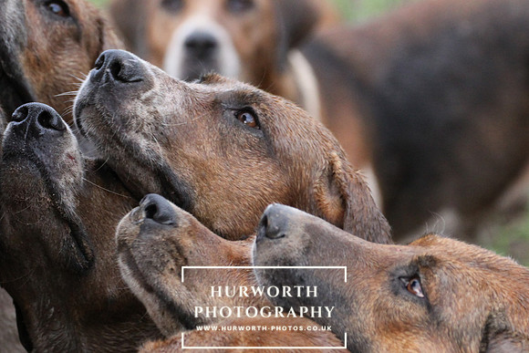 Hurworth Hunt 174
