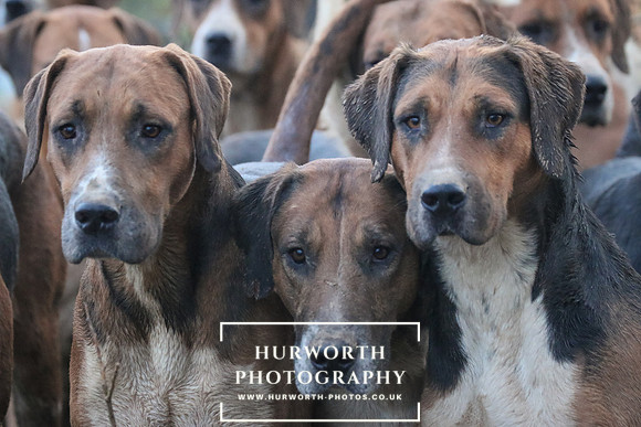 Hurworth Hunt 276