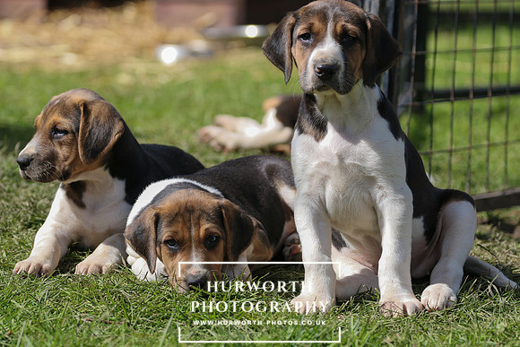 Hurworth Hunt Puppies 071