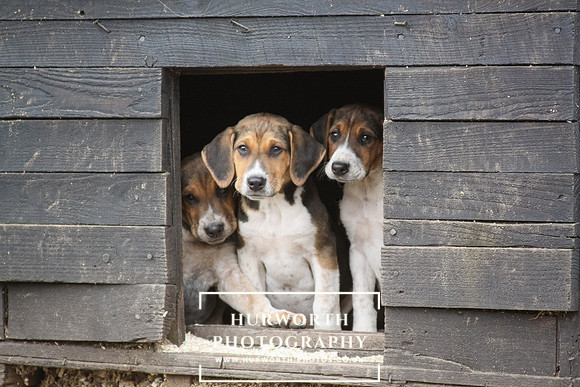 Hurworth Hunt Hound Pups 125