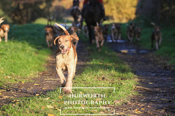 Hurworth Hunt  227