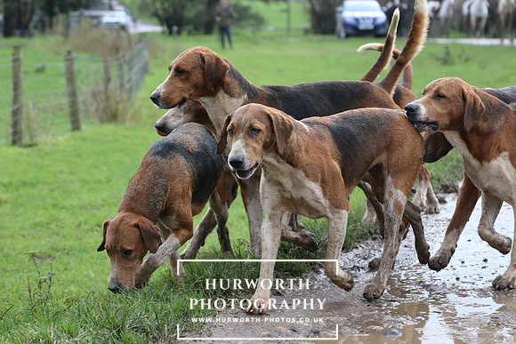 Hurworth Hunt  211