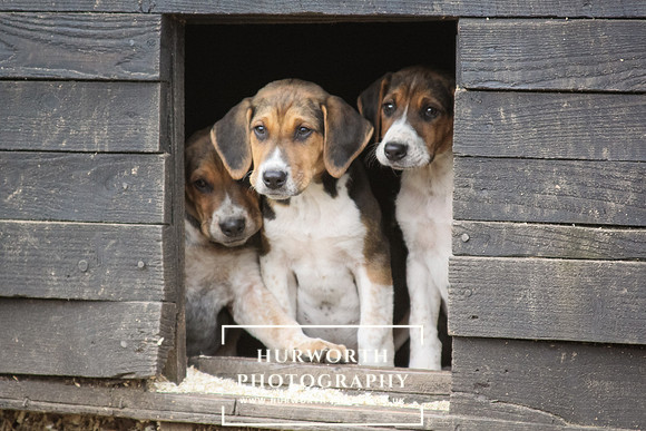 Hurworth Hunt Hound Pups 124