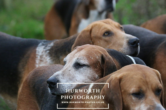 Hurworth Hunt  120