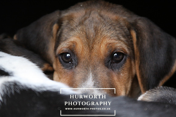 Hurworth Hunt Hound Pups 169