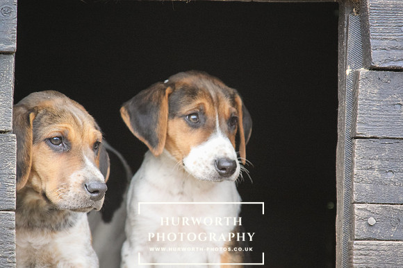 Hurworth Hunt Hound Pups 159