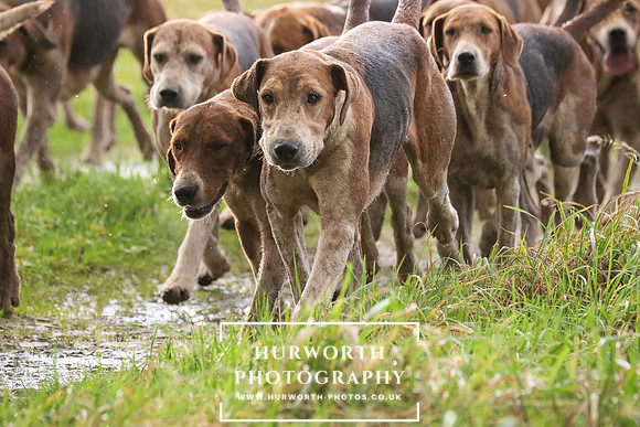 Hurworth Hunt  200