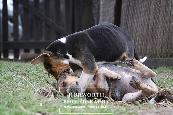 Hurworth Hunt Hound Pups 038