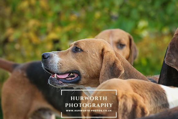 Hurworth Hunt  124