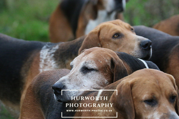 Hurworth Hunt  119