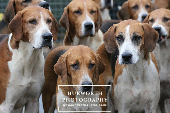 Hurworth Hunt  103