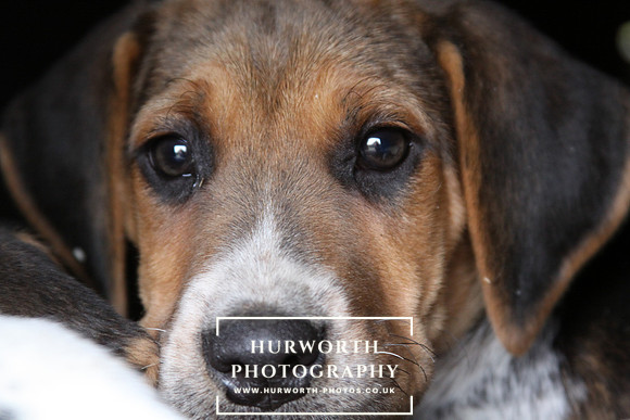 Hurworth Hunt Hound Pups 173