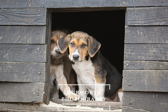 Hurworth Hunt Hound Pups 126
