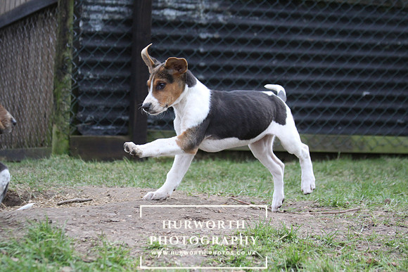 Hurworth Hunt Hound Pups 045