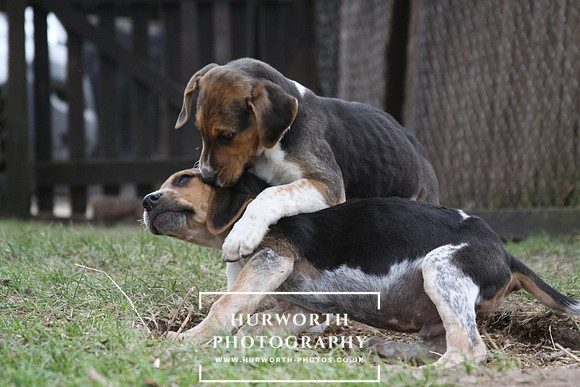 Hurworth Hunt Hound Pups 036
