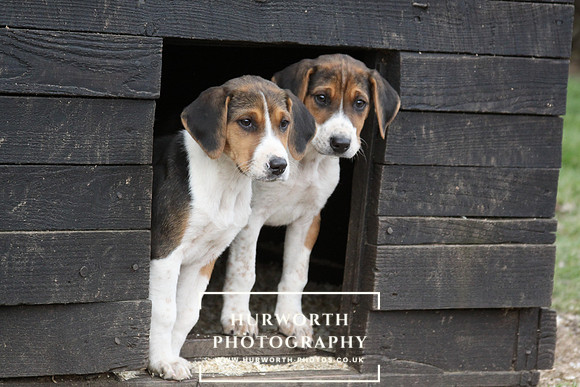Hurworth Hunt Hound Pups 071