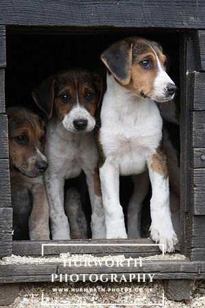 Hurworth Hunt Hound Pups 145
