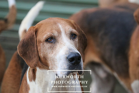 Hurworth Hunt  57