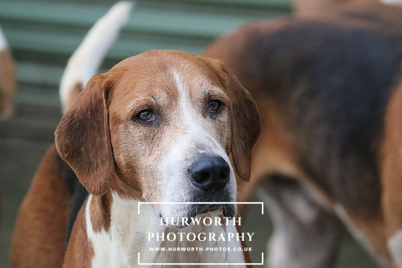 Hurworth Hunt  58