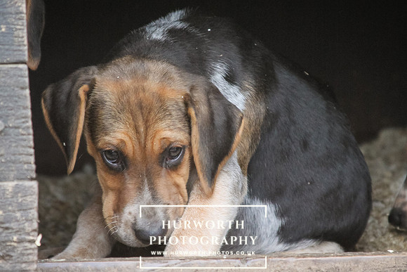 Hurworth Hunt Hound Pups 162