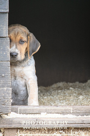 Hurworth Hunt Hound Pups 160