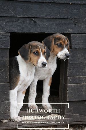 Hurworth Hunt Hound Pups 073