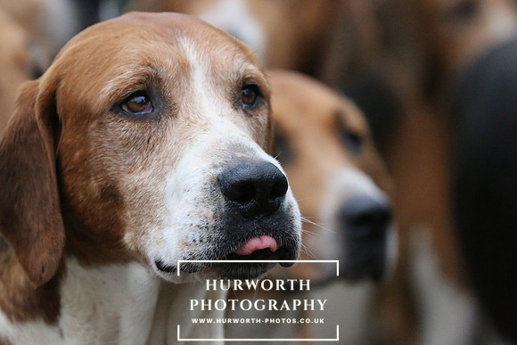 Hurworth Hunt  105