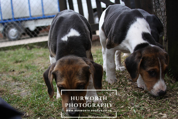 Hurworth Hunt Hound Pups 060