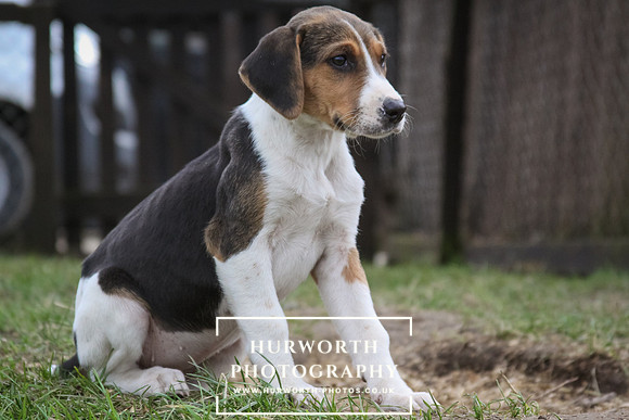 Hurworth Hunt Hound Pups 029