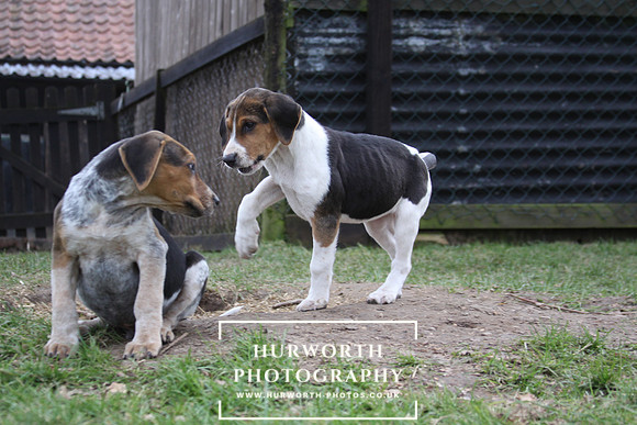 Hurworth Hunt Hound Pups 046