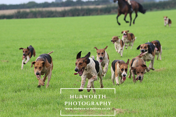 Hurworth Hunt 437