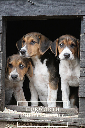Hurworth Hunt Hound Pups 131