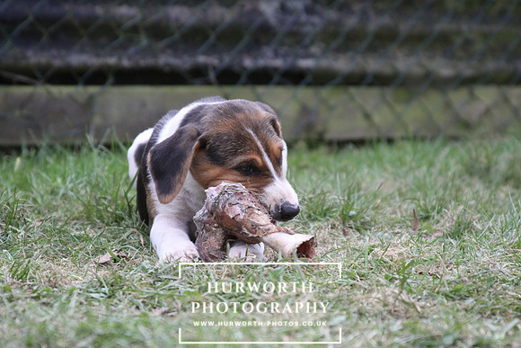 Hurworth Hunt Hound Pups 133