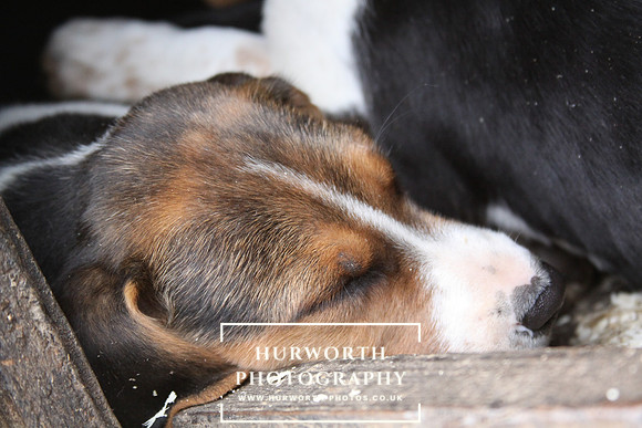 Hurworth Hunt Hound Pups 168