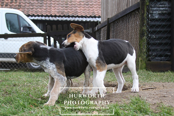Hurworth Hunt Hound Pups 048