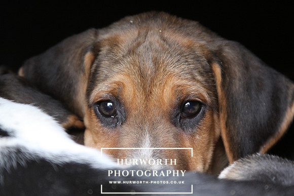 Hurworth Hunt Hound Pups 170
