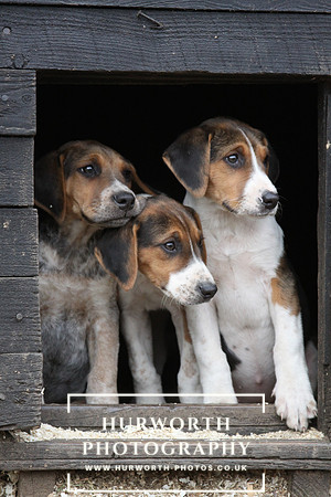 Hurworth Hunt Hound Pups 152