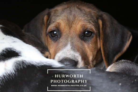Hurworth Hunt Hound Pups 167