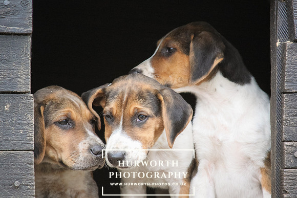 Hurworth Hunt Hound Pups 158