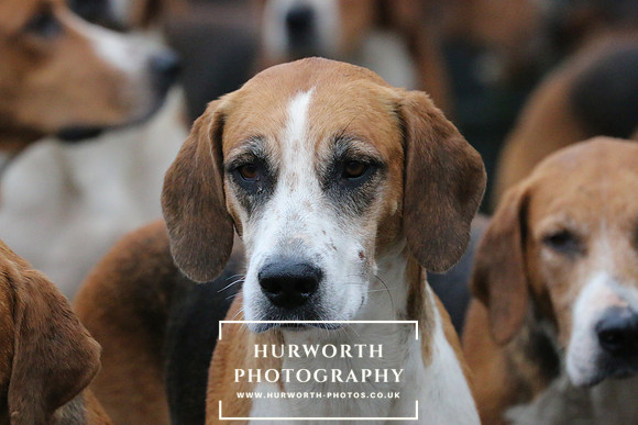 Hurworth Hunt  100